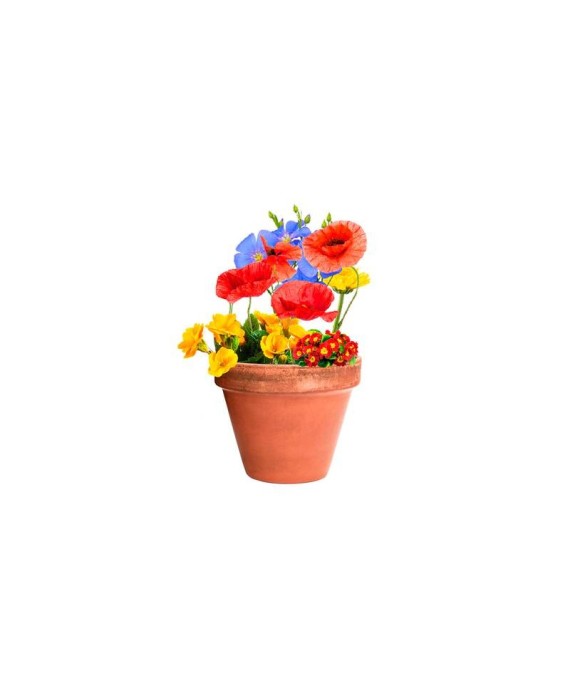 cápsula-con-semillas-eco-gracias-por-venir