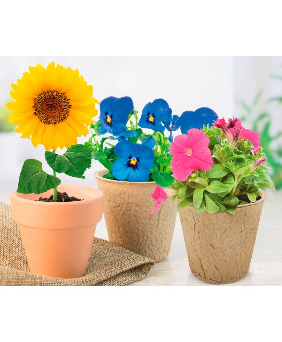 maceta-terracota-con-semillas-de-girasol-petunia-pensa